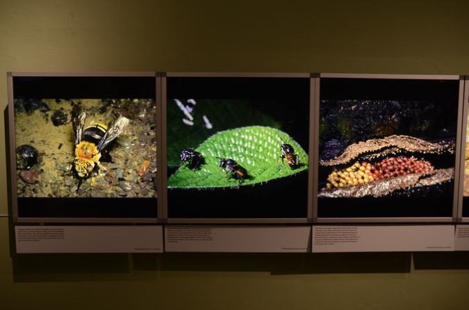 Wasp_exhibition__DSC3462